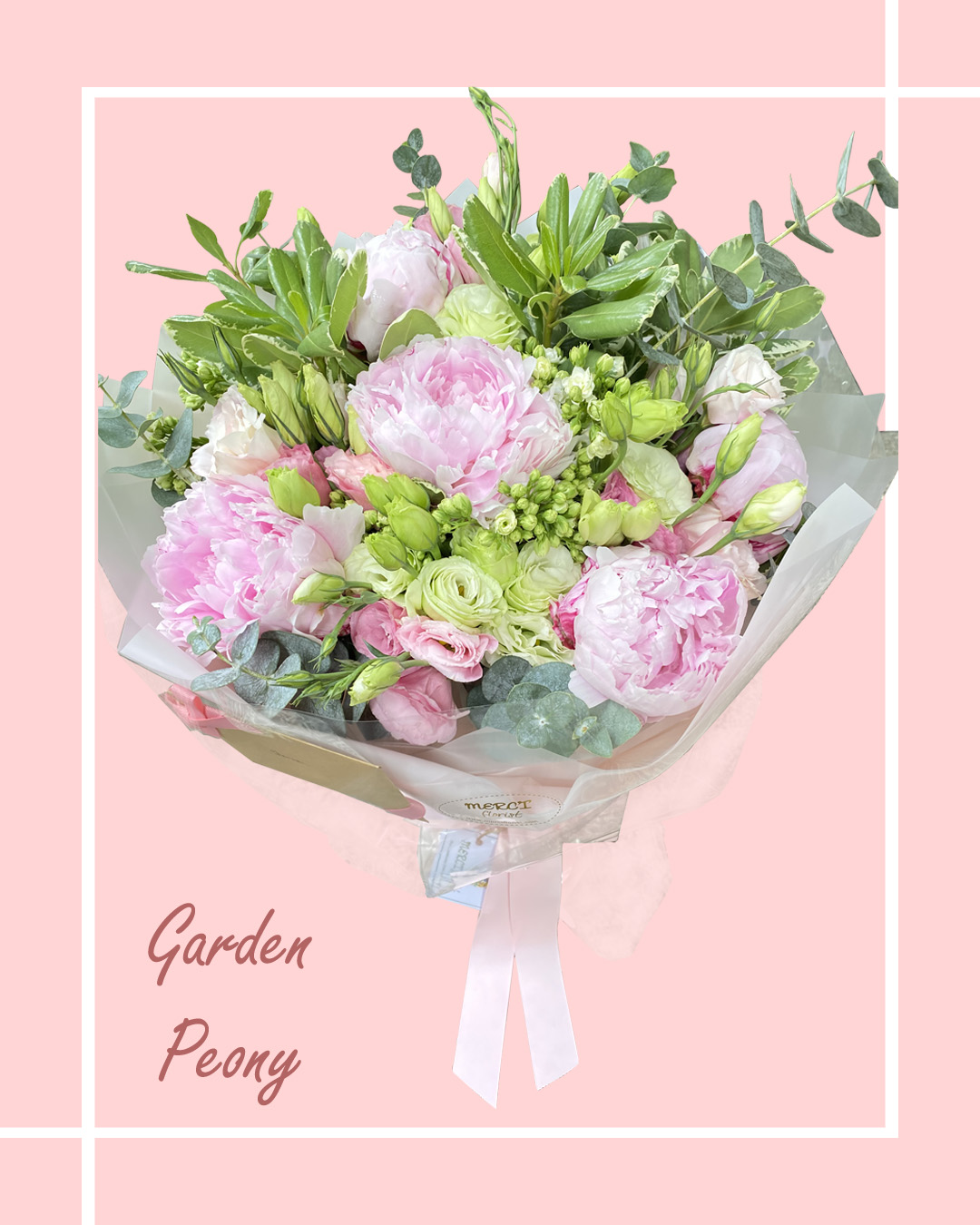 Garden Peony